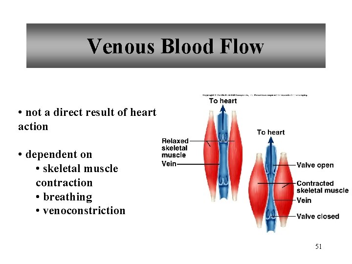 Venous Blood Flow • not a direct result of heart action • dependent on