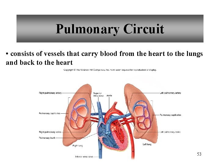 Pulmonary Circuit • consists of vessels that carry blood from the heart to the