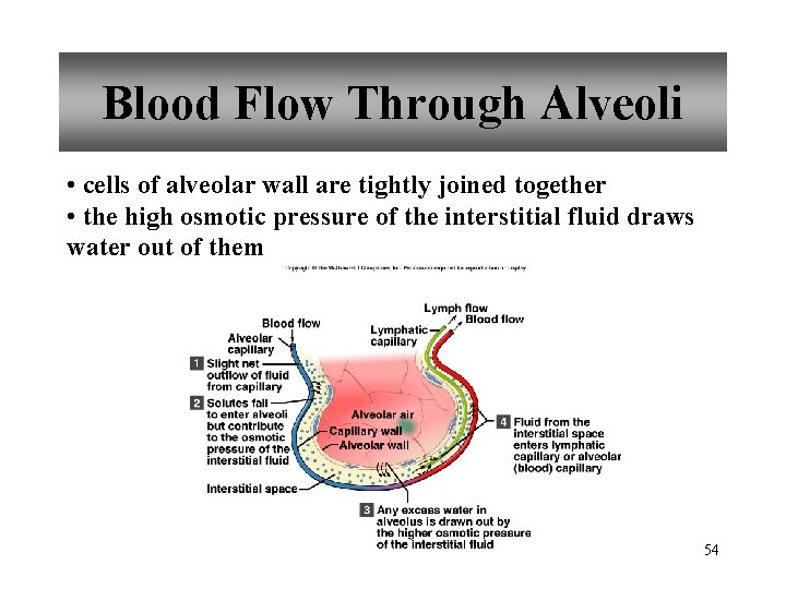 Blood Flow Through Alveoli • cells of alveolar wall are tightly joined together •