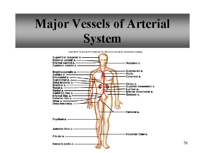 Major Vessels of Arterial System 56 