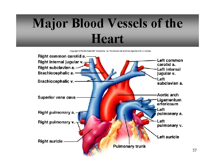 Major Blood Vessels of the Heart 57 
