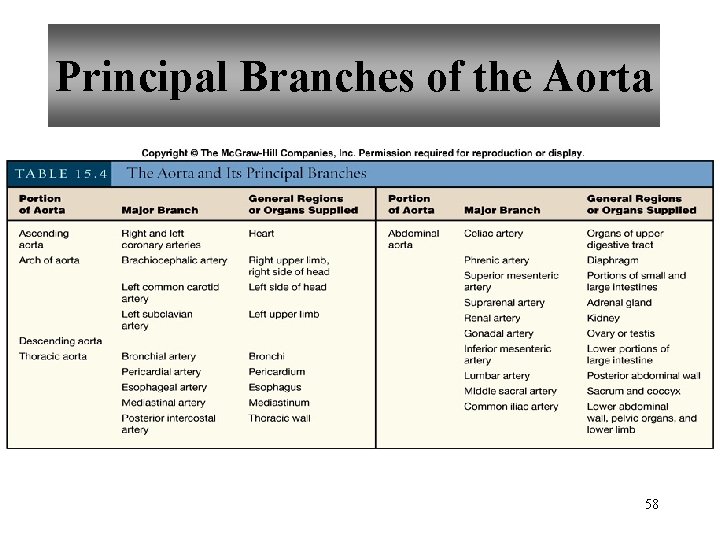 Principal Branches of the Aorta 58 