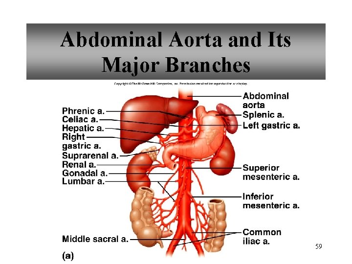 Abdominal Aorta and Its Major Branches 59 