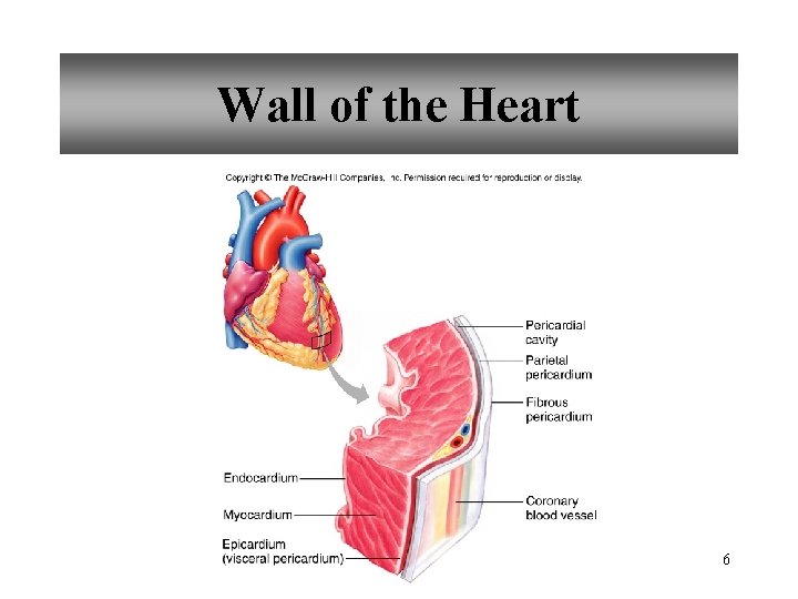 Wall of the Heart 6 