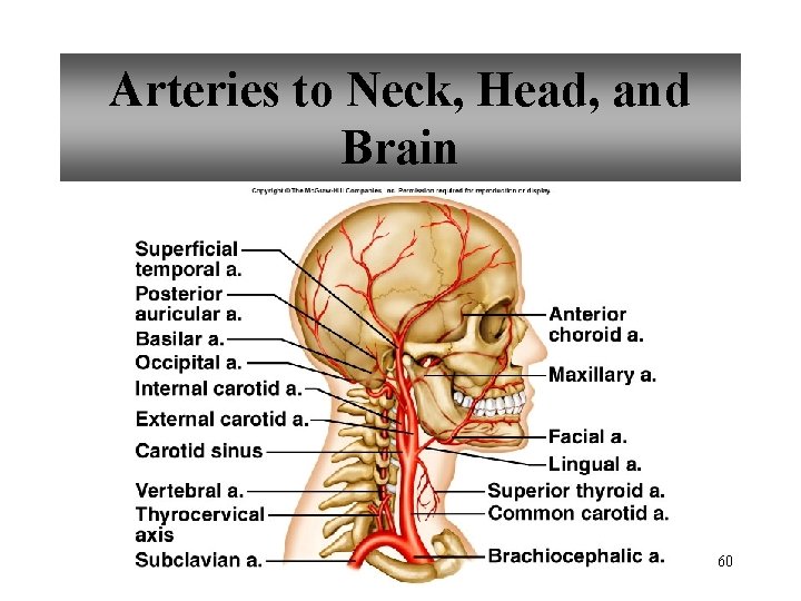 Arteries to Neck, Head, and Brain 60 