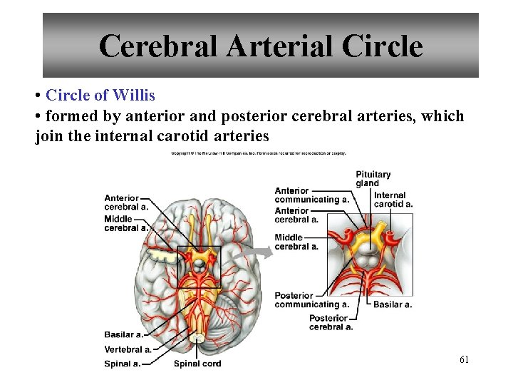 Cerebral Arterial Circle • Circle of Willis • formed by anterior and posterior cerebral