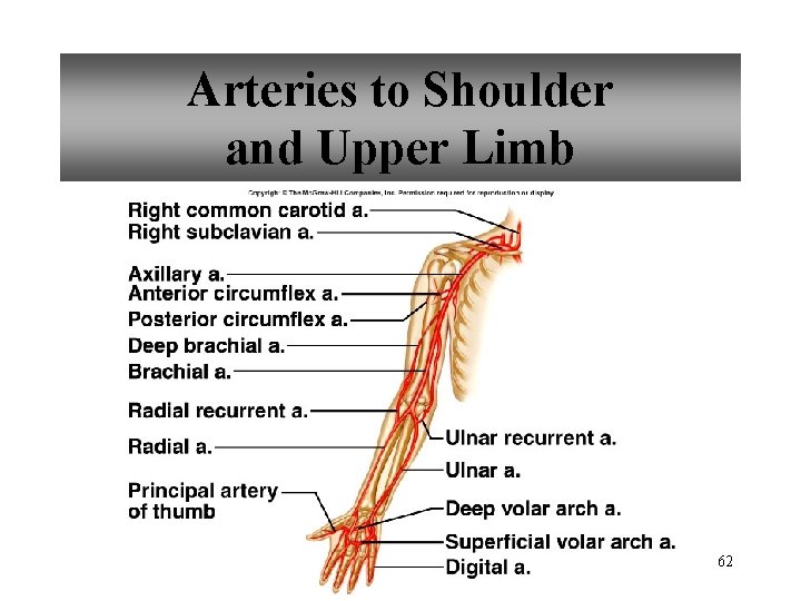 Arteries to Shoulder and Upper Limb 62 
