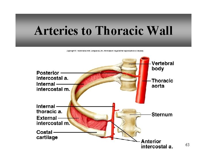 Arteries to Thoracic Wall 63 