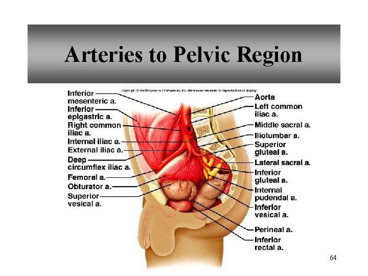 Arteries to Pelvic Region 64 