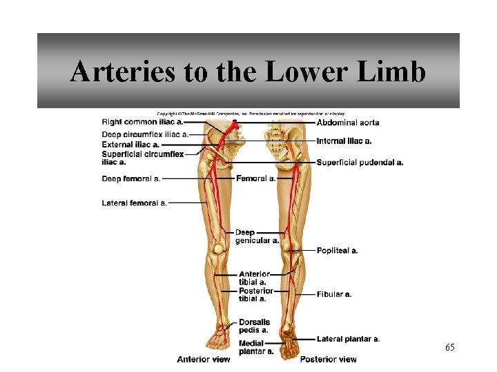 Arteries to the Lower Limb 65 