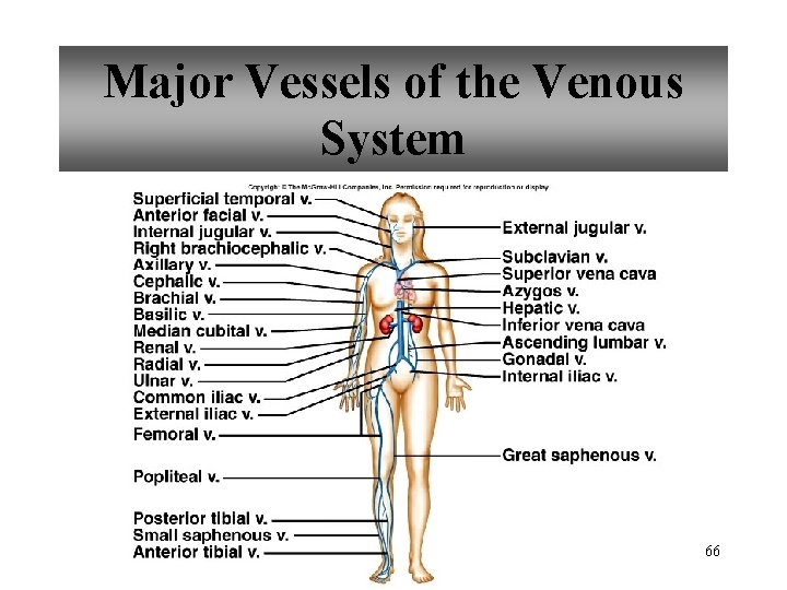Major Vessels of the Venous System 66 
