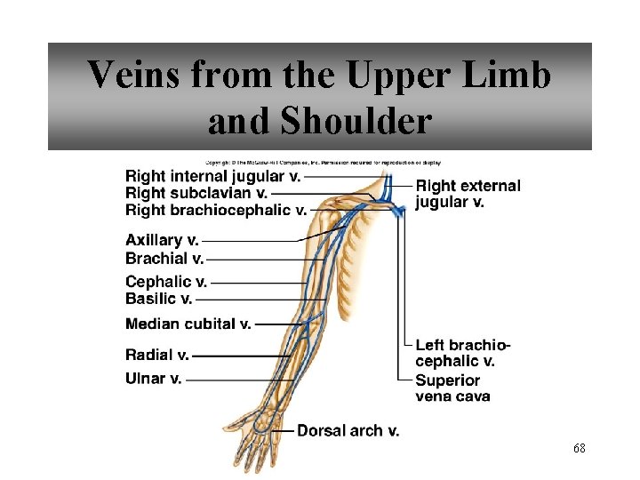 Veins from the Upper Limb and Shoulder 68 