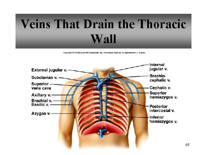 Veins That Drain the Thoracic Wall 69 