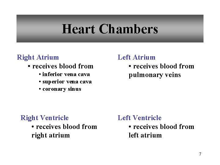 Heart Chambers Right Atrium • receives blood from • inferior vena cava • superior