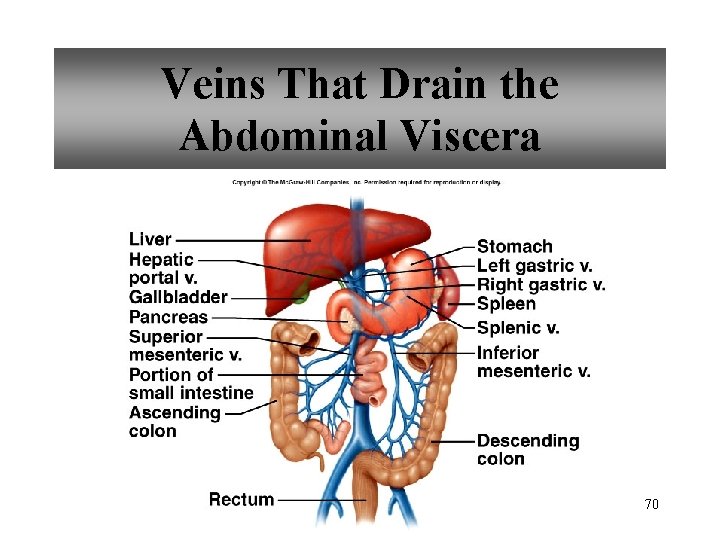 Veins That Drain the Abdominal Viscera 70 