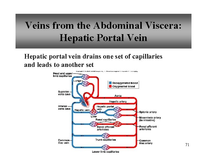 Veins from the Abdominal Viscera: Hepatic Portal Vein Hepatic portal vein drains one set