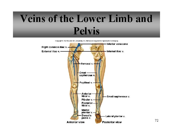 Veins of the Lower Limb and Pelvis 72 