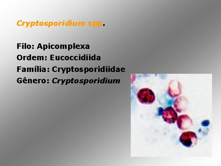 Cryptosporidium spp. Filo: Apicomplexa Ordem: Eucoccidiida Família: Cryptosporidiidae Gênero: Cryptosporidium 