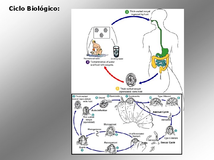 Ciclo Biológico: 