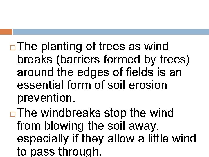The planting of trees as wind breaks (barriers formed by trees) around the edges