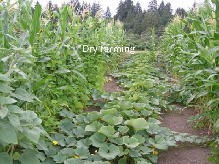 Dry farming 