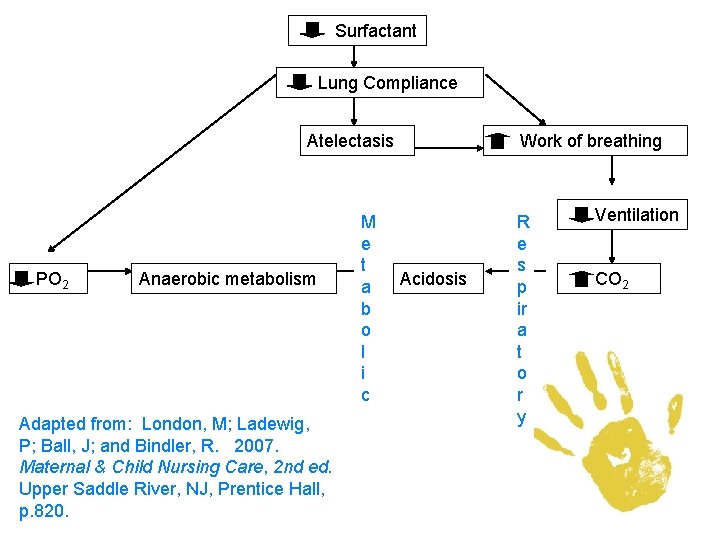 Surfactant Lung Compliance Atelectasis PO 2 Anaerobic metabolism Adapted from: London, M; Ladewig, P;