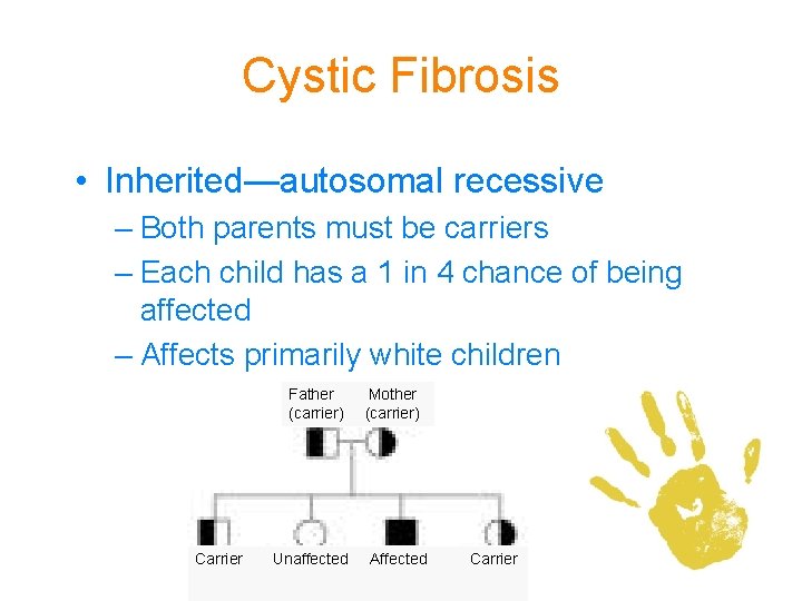 Cystic Fibrosis • Inherited—autosomal recessive – Both parents must be carriers – Each child