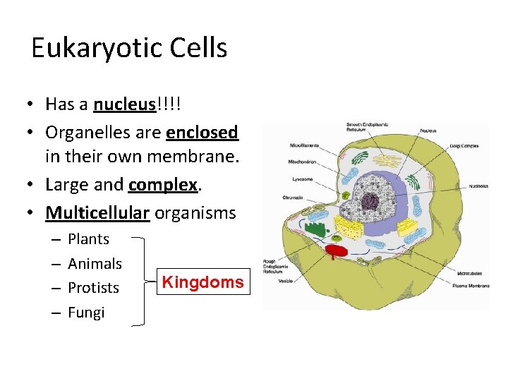 Eukaryotic Cells • Has a nucleus!!!! • Organelles are enclosed in their own membrane. Eukaryotic Cells • Has a nucleus!!!! • Organelles are enclosed in their own membrane.