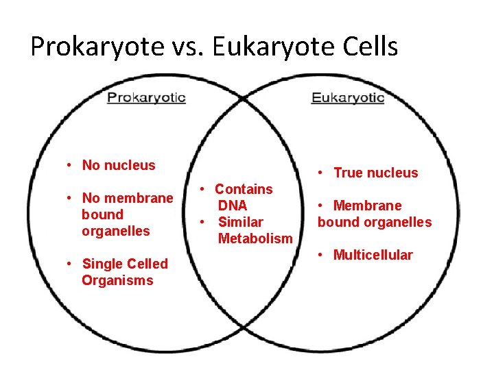 Prokaryote vs. Eukaryote Cells • No nucleus • No membrane bound organelles • Single Prokaryote vs. Eukaryote Cells • No nucleus • No membrane bound organelles • Single