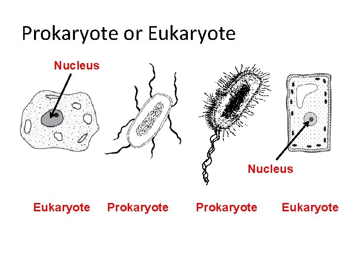 Prokaryote or Eukaryote Nucleus Eukaryote Prokaryote Eukaryote Prokaryote or Eukaryote Nucleus Eukaryote Prokaryote Eukaryote