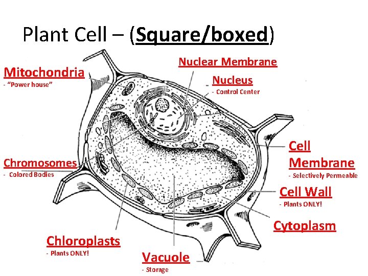 Plant Cell – (Square/boxed) Nuclear Membrane Mitochondria Nucleus - “Power house” - Control Center Plant Cell – (Square/boxed) Nuclear Membrane Mitochondria Nucleus - “Power house” - Control Center
