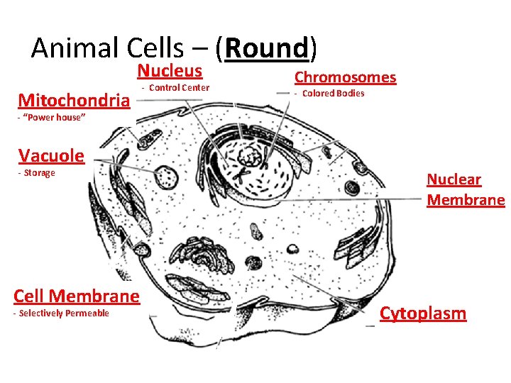 Animal Cells – (Round) Nucleus Mitochondria - Control Center Chromosomes - Colored Bodies - Animal Cells – (Round) Nucleus Mitochondria - Control Center Chromosomes - Colored Bodies -