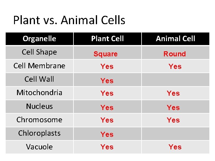 Plant vs. Animal Cells Organelle Plant Cell Animal Cell Shape Square Round Cell Membrane Plant vs. Animal Cells Organelle Plant Cell Animal Cell Shape Square Round Cell Membrane