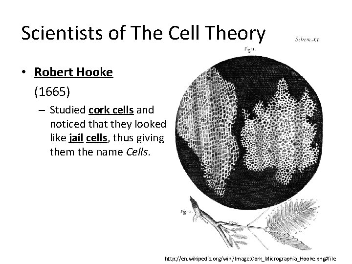 Scientists of The Cell Theory • Robert Hooke (1665) – Studied cork cells and Scientists of The Cell Theory • Robert Hooke (1665) – Studied cork cells and