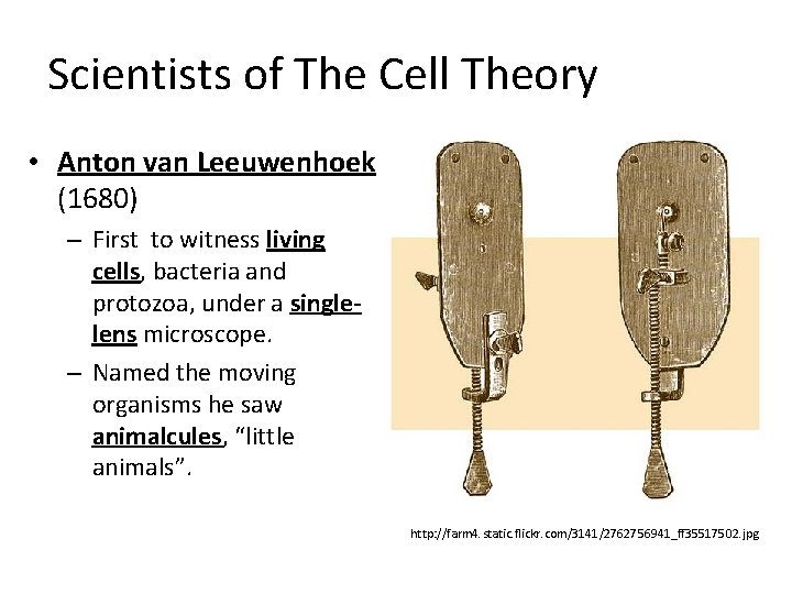 Scientists of The Cell Theory • Anton van Leeuwenhoek (1680) – First to witness Scientists of The Cell Theory • Anton van Leeuwenhoek (1680) – First to witness