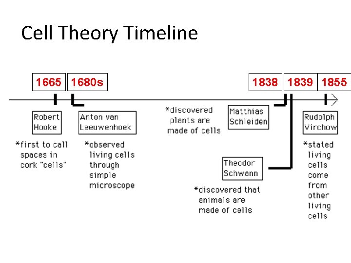 Cell Theory Timeline 1665 1680 s 1838 1839 1855 Cell Theory Timeline 1665 1680 s 1838 1839 1855