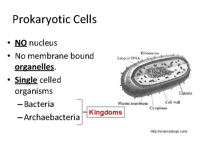 Prokaryotic Cells • NO nucleus • No membrane bound organelles. • Single celled organisms Prokaryotic Cells • NO nucleus • No membrane bound organelles. • Single celled organisms