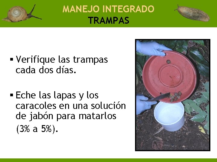 MANEJO INTEGRADO TRAMPAS § Verifique las trampas cada dos días. § Eche las lapas