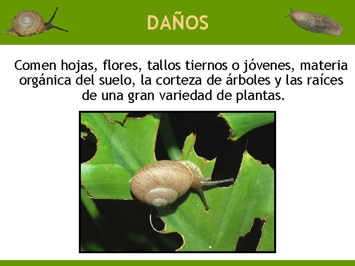 DAÑOS Comen hojas, flores, tallos tiernos o jóvenes, materia orgánica del suelo, la corteza