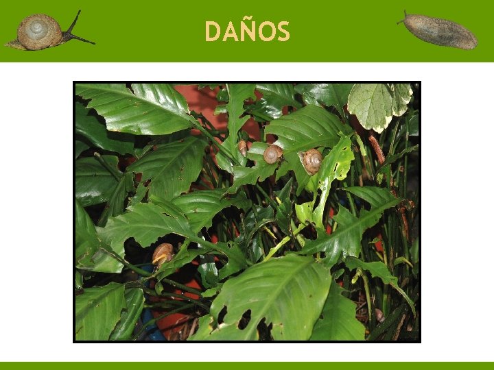 DAÑOS 