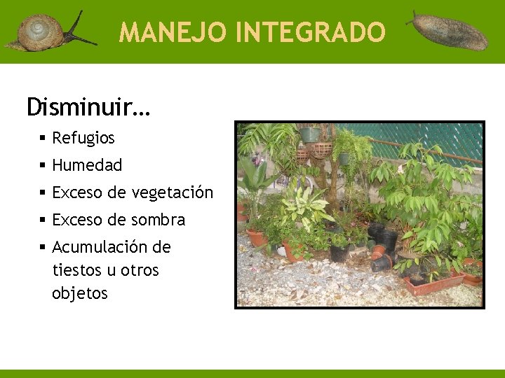 MANEJO INTEGRADO Disminuir… § Refugios § Humedad § Exceso de vegetación § Exceso de