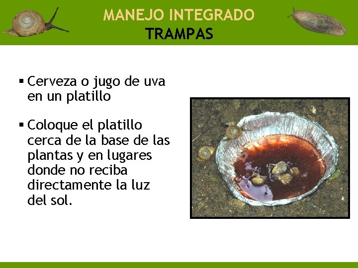 MANEJO INTEGRADO TRAMPAS § Cerveza o jugo de uva en un platillo § Coloque