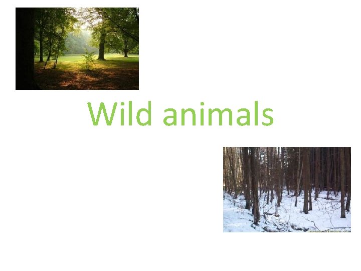 Wild animals 