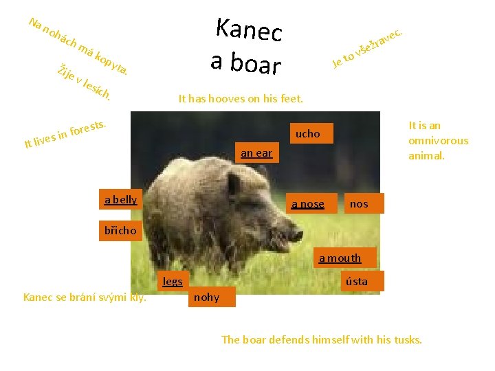 Na noh ách Žije má Kanec a boar kop yta. v le sích .