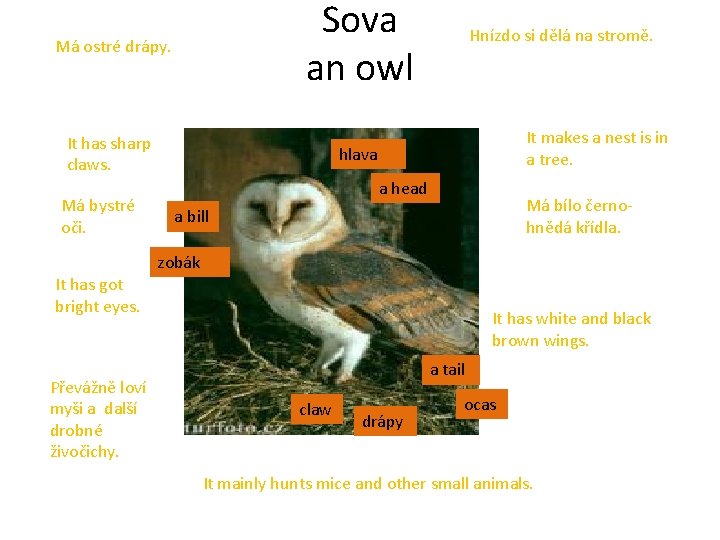 Sova an owl Má ostré drápy. It has sharp claws. Má bystré oči. Hnízdo