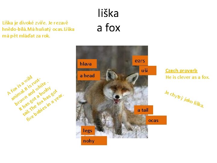 liška a fox Liška je divoké zvíře. Je rezavě hnědo-bílá. Má huňatý ocas. Liška