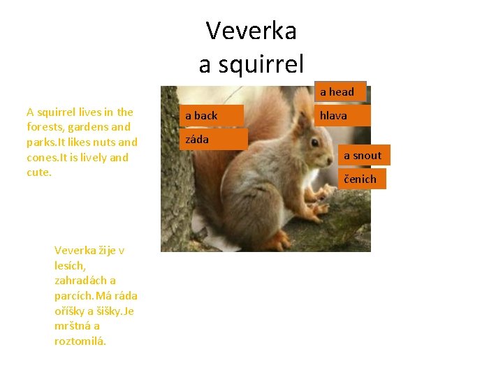 Veverka a squirrel a head A squirrel lives in the forests, gardens and parks.