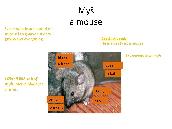 Myš a mouse Some people are scared of mice. It is a gnawer. It