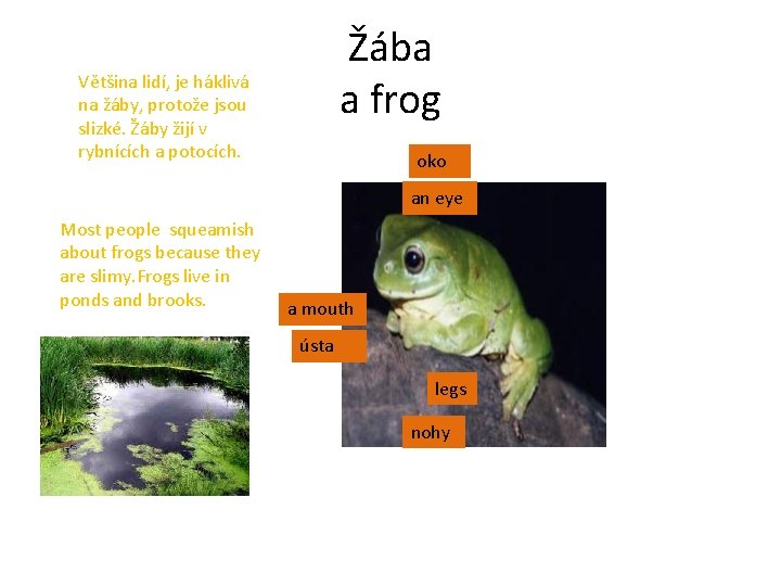 Žába a frog Většina lidí, je háklivá na žáby, protože jsou slizké. Žáby žijí