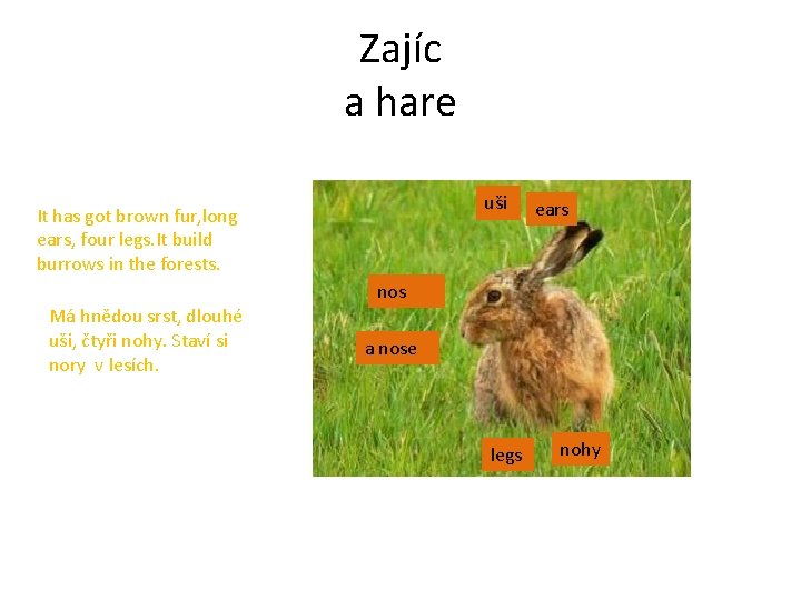 Zajíc a hare uši It has got brown fur, long ears, four legs. It